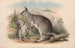 The mammals of Australia Pl049 - John Gould — artwork view
