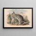 The mammals of Australia Pl049 - John Gould — framed artwork on a wall