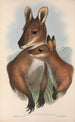 Les mammifères d'Australie Pl050 - John Gould — artwork view