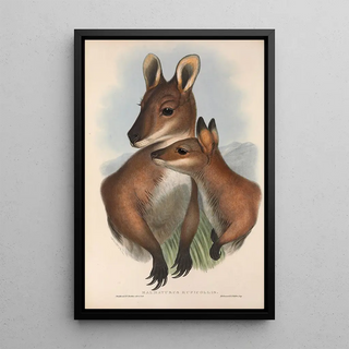Les mammifères d'Australie Pl050 - John Gould — framed artwork on a wall