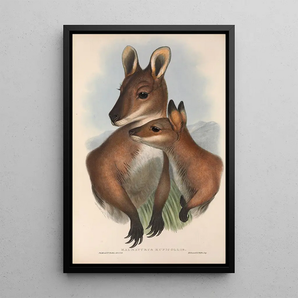 Les mammifères d'Australie Pl050 - John Gould — framed artwork on a wall