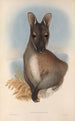 The Mammals of Australia Pl052 - John Gould — artwork view