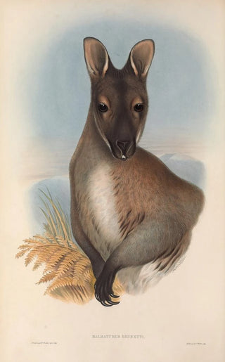 The Mammals of Australia Pl052 - John Gould — artwork view