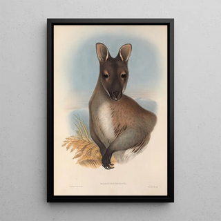 The Mammals of Australia Pl052 - John Gould — framed artwork on a wall