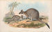 Les mammifères d'Australie Pl053 - John Gould — artwork view