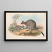 Les mammifères d'Australie Pl053 - John Gould — framed artwork on a wall