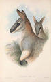 The Mammals of Australia Pl054 - John Gould — artwork view