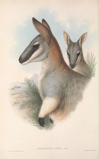 The Mammals of Australia Pl054 - John Gould — artwork view