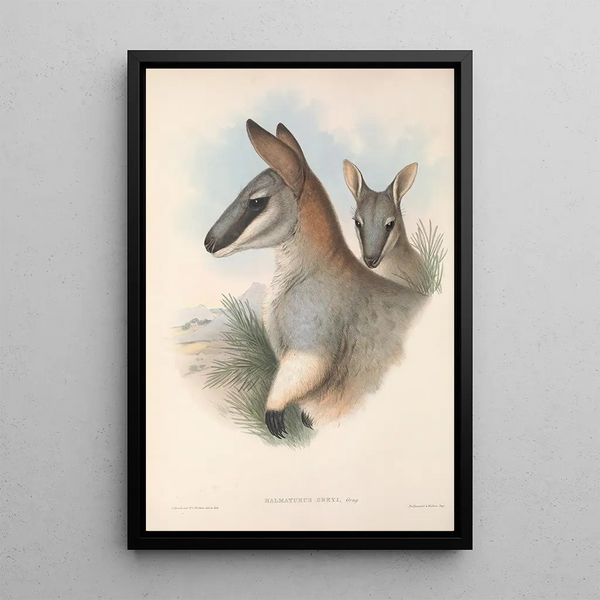 The Mammals of Australia Pl054 - John Gould — framed artwork on a wall