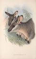 The Mammals of Australia Pl056 - John Gould — artwork view
