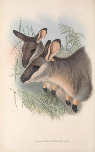 The Mammals of Australia Pl056 - John Gould — artwork view