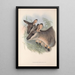 The Mammals of Australia Pl056 - John Gould — framed artwork on a wall