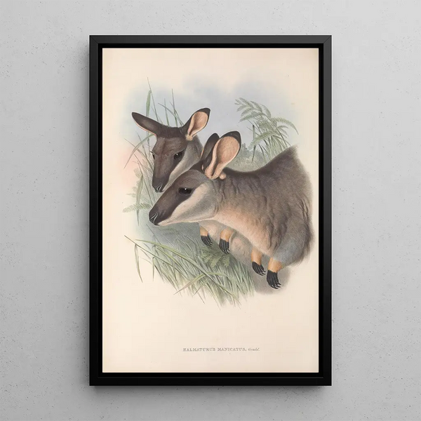 The Mammals of Australia Pl056 - John Gould — framed artwork on a wall
