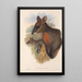 Les mammifères d'Australie Pl058 - John Gould — framed artwork on a wall