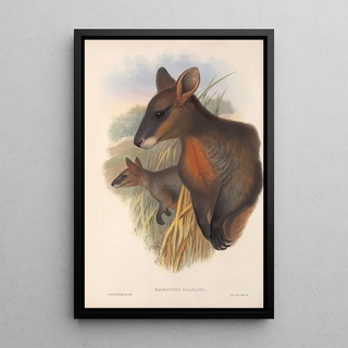 Les mammifères d'Australie Pl058 - John Gould — framed artwork on a wall