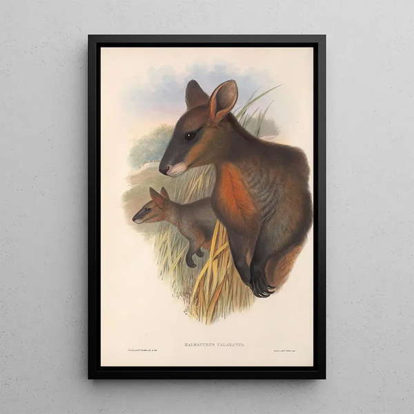 Les mammifères d'Australie Pl058 - John Gould — framed artwork on a wall