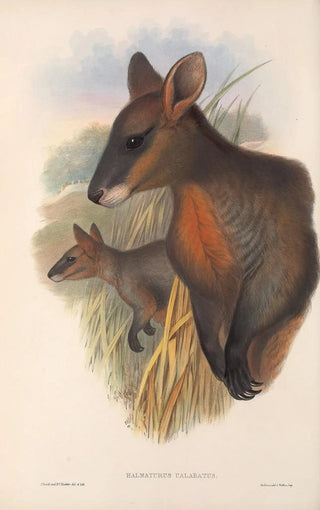 Les mammifères d'Australie Pl058 - John Gould — artwork view