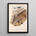Les mammifères d'Australie Pl060 - John Gould — framed artwork on a wall