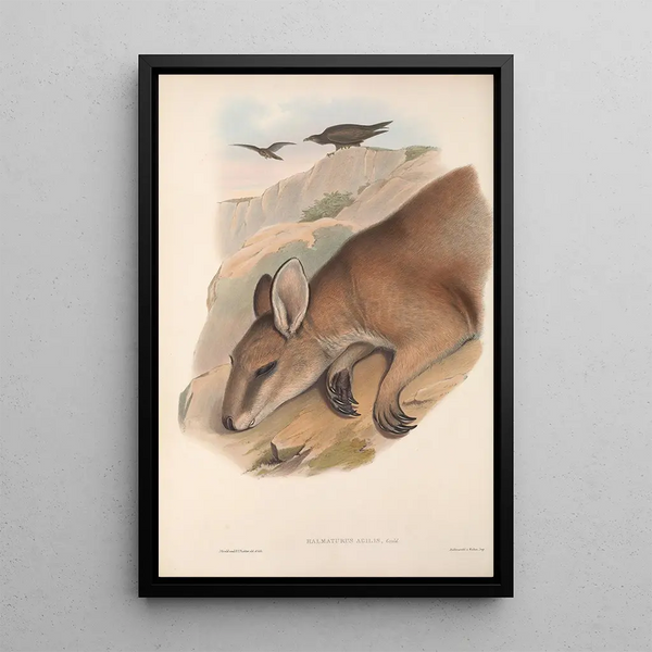 Les mammifères d'Australie Pl060 - John Gould — framed artwork on a wall