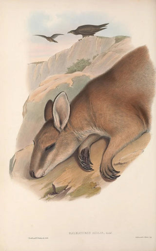 Les mammifères d'Australie Pl060 - John Gould — artwork view