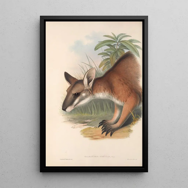 Les mammifères d'Australie Pl062 - John Gould — framed artwork on a wall