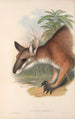 Les mammifères d'Australie Pl062 - John Gould — artwork view