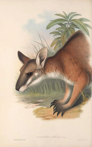 Les mammifères d'Australie Pl062 - John Gould — artwork view