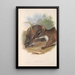 Les mammifères d'Australie Pl064 - John Gould — framed artwork on a wall