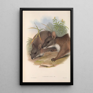 Les mammifères d'Australie Pl064 - John Gould — framed artwork on a wall