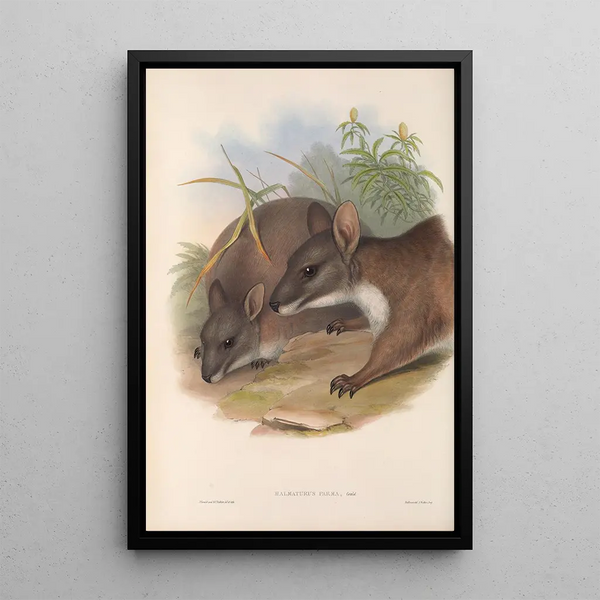 Les mammifères d'Australie Pl064 - John Gould — framed artwork on a wall