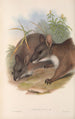 Les mammifères d'Australie Pl064 - John Gould — artwork view