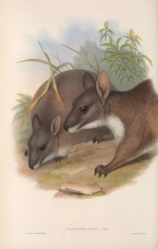 Les mammifères d'Australie Pl064 - John Gould — artwork view