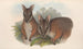 The mammals of Australia Pl065 - John Gould — artwork view