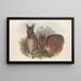 The mammals of Australia Pl065 - John Gould — framed artwork on a wall