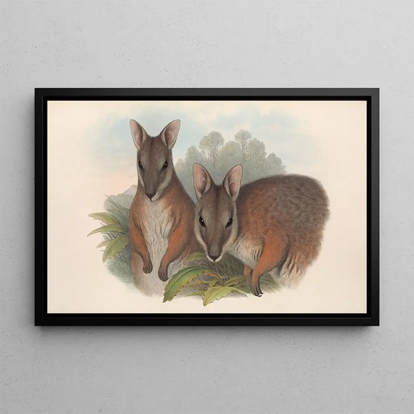 The mammals of Australia Pl065 - John Gould — framed artwork on a wall