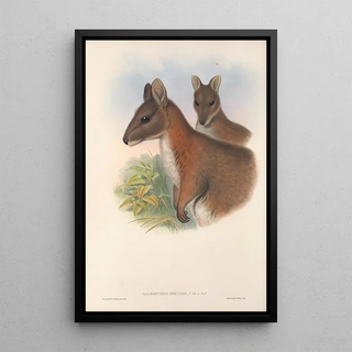 Les mammifères d'Australie Pl067 - John Gould — framed artwork on a wall