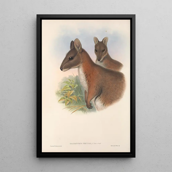 Les mammifères d'Australie Pl067 - John Gould — framed artwork on a wall