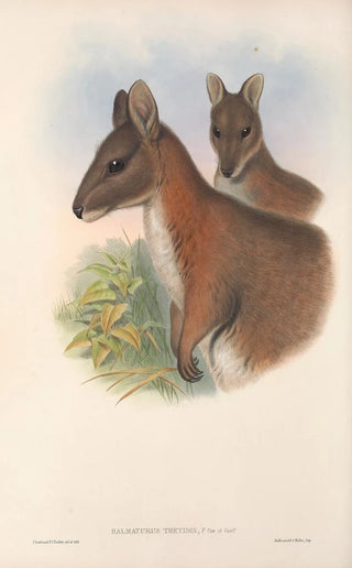 Les mammifères d'Australie Pl067 - John Gould — artwork view