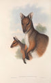 Les mammifères d'Australie Pl069 - John Gould — artwork view