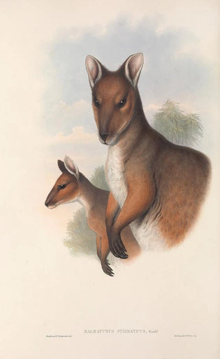 Les mammifères d'Australie Pl069 - John Gould — artwork view