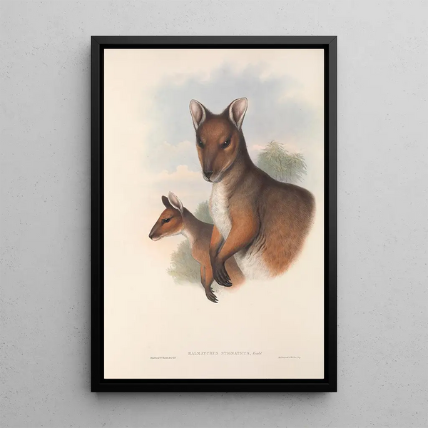 Les mammifères d'Australie Pl069 - John Gould — framed artwork on a wall