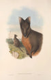 The mammals of Australia Pl071 - John Gould — artwork view