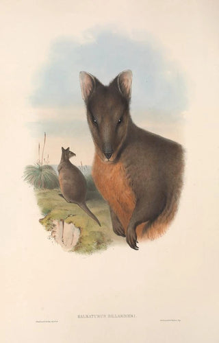 The mammals of Australia Pl071 - John Gould — artwork view