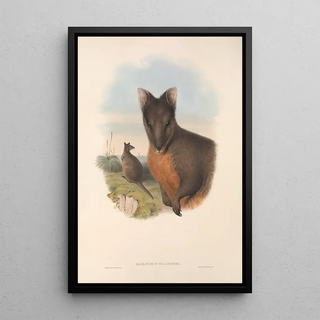 The mammals of Australia Pl071 - John Gould — framed artwork on a wall