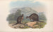 The mammals of Australia Pl072 - John Gould — artwork view