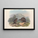 The mammals of Australia Pl072 - John Gould — framed artwork on a wall