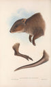 Les mammifères d'Australie Pl073 - John Gould — artwork view