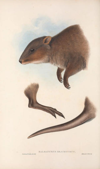 Les mammifères d'Australie Pl073 - John Gould — artwork view