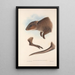 Les mammifères d'Australie Pl073 - John Gould — framed artwork on a wall