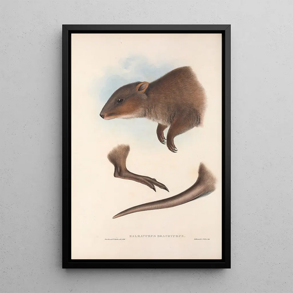 Les mammifères d'Australie Pl073 - John Gould — framed artwork on a wall